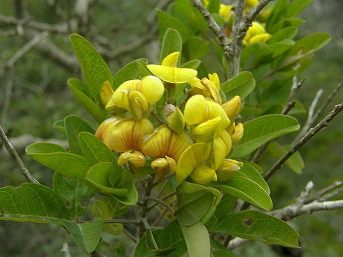 Archivo:Crotalaria socotrana 1.jpg