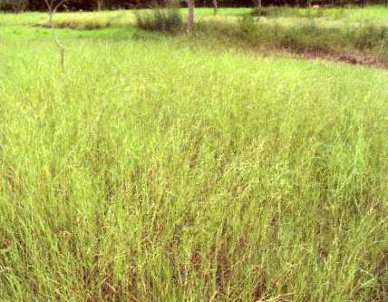 Archivo:Dichanthium aristatum 4 .jpg