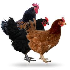 Gallina Rhode island.jpg