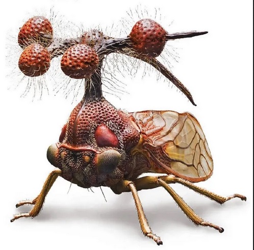 Archivo:Saltamentes brasileno.jpg