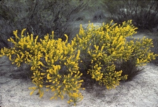 Archivo:Acacia latipes.jpg