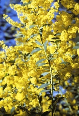 Archivo:Acacia lunata 2.jpg