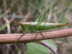 Cabeza cono de alas largas.jpg