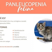 Panleucopenia felina.jpg