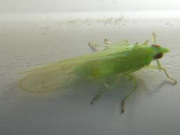 Saccharosydne saccharivora1.jpeg