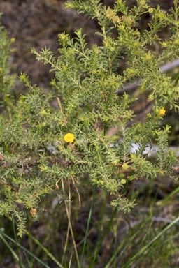 Archivo:Acacia froggattii 1.jpg
