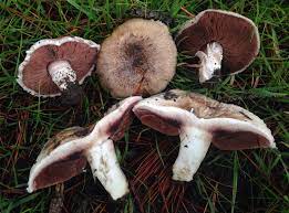 Agaricus cupreobrunneus.jpg