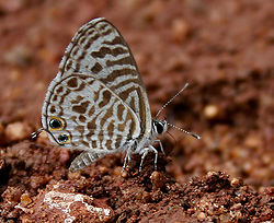 Leptotes plinius.jpg