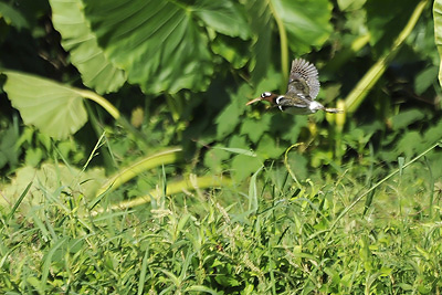 Archivo:Aguatero bengali.jpg