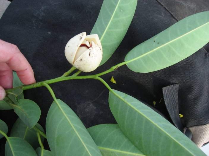 Archivo:Annona glabra flor.jpg