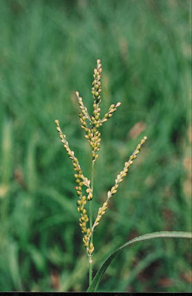 Archivo:Brachiaria Faciculata.jpeg