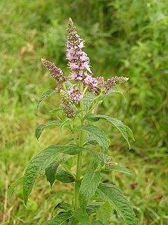 240px-Mentha longifolia 2005.08.02 09.53.56.jpg