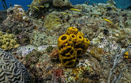 Archivo:Cayemites corales.jpg