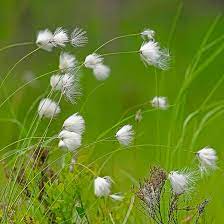 Eriophorum vaginatum EcuRed