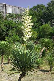 Yuca gloriosa .jpg