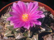 1802-ariocarpus-bravoanus-ssp-hintonii 1.jpg