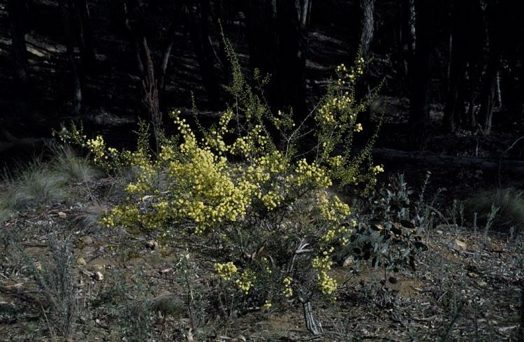 Archivo:Acacia genistifolia.jpg