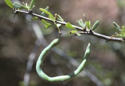 Archivo:Acacia kochii 2.jpg
