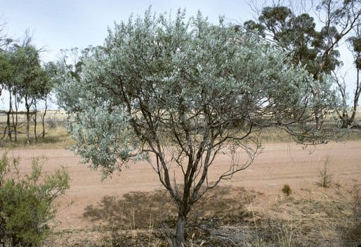 Archivo:Acacia leptopetala 1.jpg
