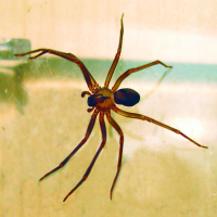 Brown-recluse-spider 200x200.jpg.png
