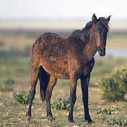 Caballo de las retuertas.jpg