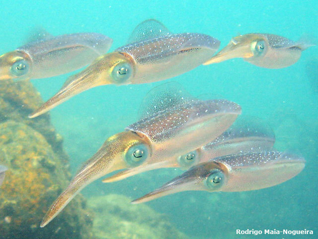 Archivo:Calamar de arrecife.jpg