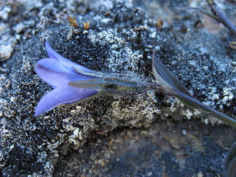 Archivo:Campanula uniflora flor.jpg