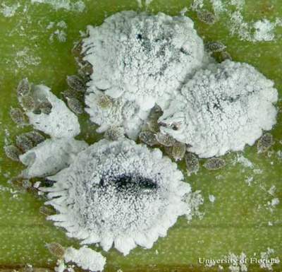 Archivo:Coconut mealybug01.jpg