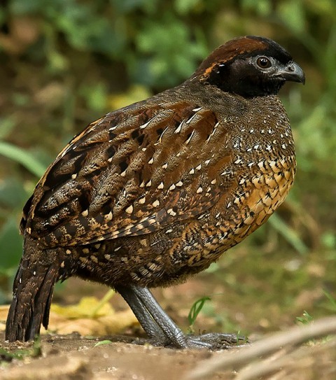 Archivo:Corcovado carinegro.jpeg