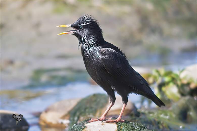 Archivo:Estornino negro.jpg