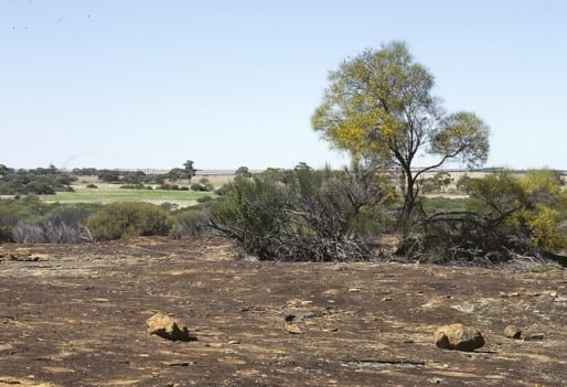 Archivo:Acacia jibberdingensis 1.jpg