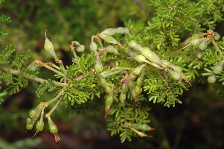 Archivo:Acacia lasiocarpa 5.jpg