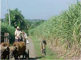 Archivo:Batey Jiménez.jpeg