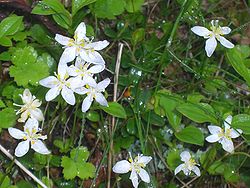 Coptis (Coptis trifolia).JPG