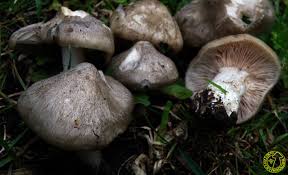 Entoloma aprile.jpg