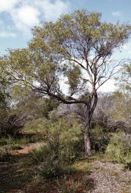 Acacia galeata.jpg