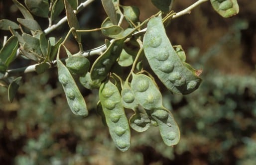 Archivo:Acacia glaucocaesia 4.jpg