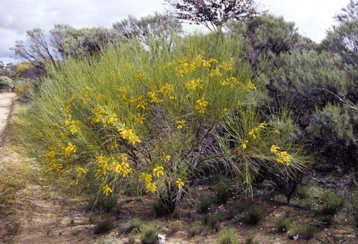 Archivo:Acacia longiphyllodinea 1.jpg
