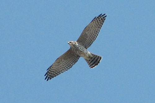 Archivo:Accipiter brevipes.jpg