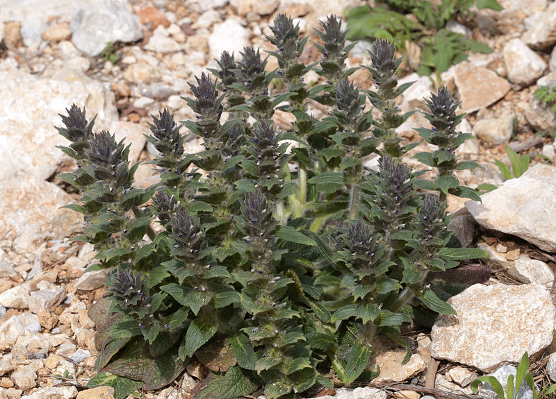 Archivo:Ajuga orientalis 1.jpg