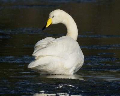 Archivo:Cisne cantor.jpg