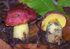 Hongo Boletus regius.jpeg