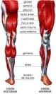 Musculos extremidades2.jpg