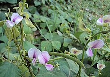 Pueraria phaseoloides flowers and pods.jpg
