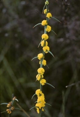 Archivo:Acacia incurva 3.jpg