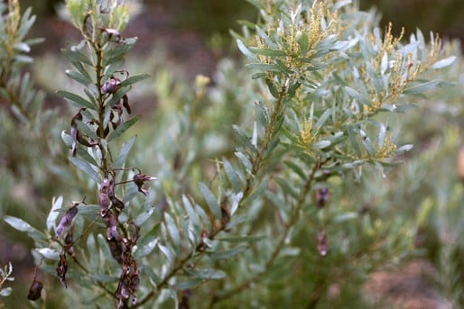 Archivo:Acacia kybeanensis 5.jpg