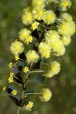 Archivo:Acacia littorea 3.jpg