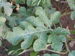 Archivo:Citrullus lanatus hojas.jpeg