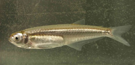 Archivo:Clupeacharax anchoveoides.jpg