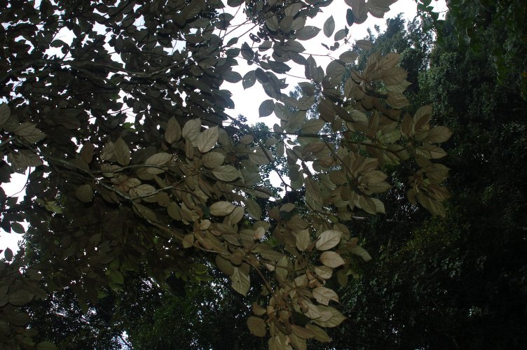 Archivo:Croton argyratus.jpg